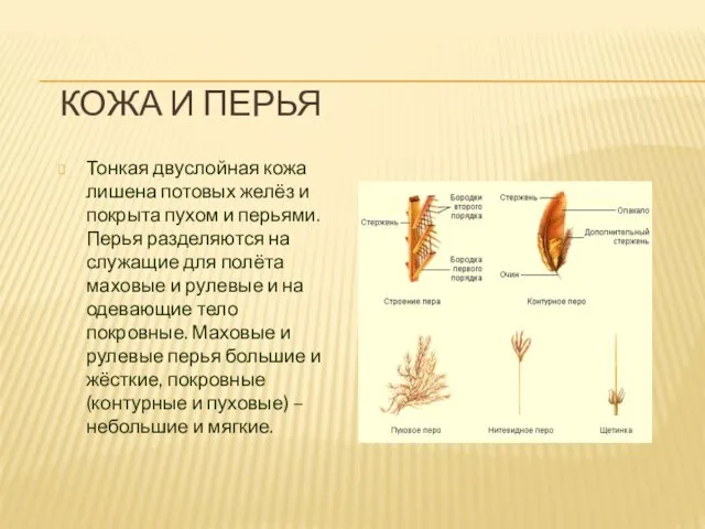 КОЖА И ПЕРЬЯ Тонкая двуслойная кожа лишена потовых желёз и покрыта