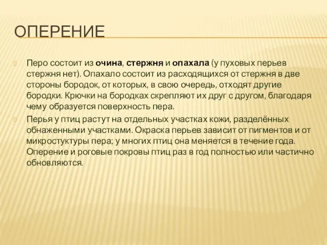 ОПЕРЕНИЕ Перо состоит из очина, стержня и опахала (у пуховых перьев