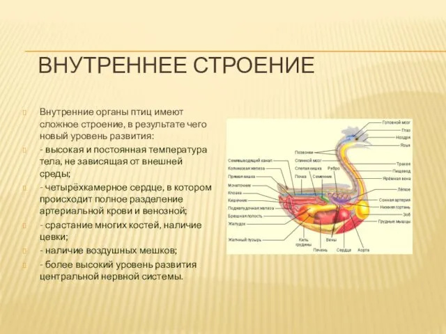 ВНУТРЕННЕЕ СТРОЕНИЕ Внутренние органы птиц имеют сложное строение, в результате чего