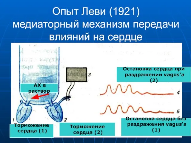 Опыт Леви (1921) медиаторный механизм передачи влияний на сердце Торможение сердца