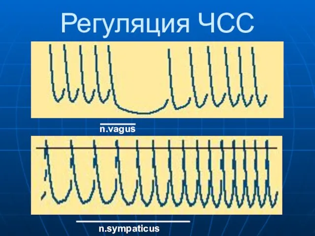 Регуляция ЧСС n.vagus n.sympaticus