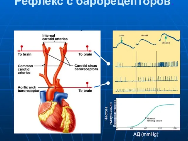 Рефлекс с барорецепторов.