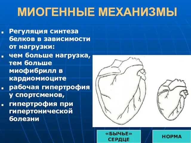 МИОГЕННЫЕ МЕХАНИЗМЫ Регуляция синтеза белков в зависимости от нагрузки: чем больше