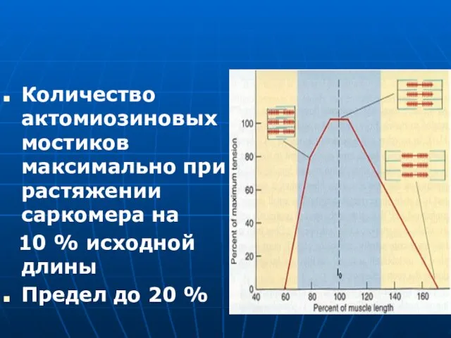 Количество актомиозиновых мостиков максимально при растяжении саркомера на 10 % исходной длины Предел до 20 %