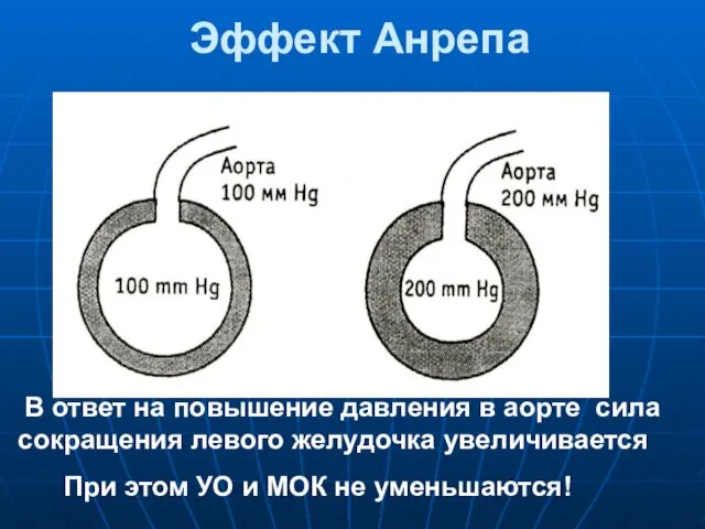 Эффект Анрепа В ответ на повышение давления в аорте сила сокращения