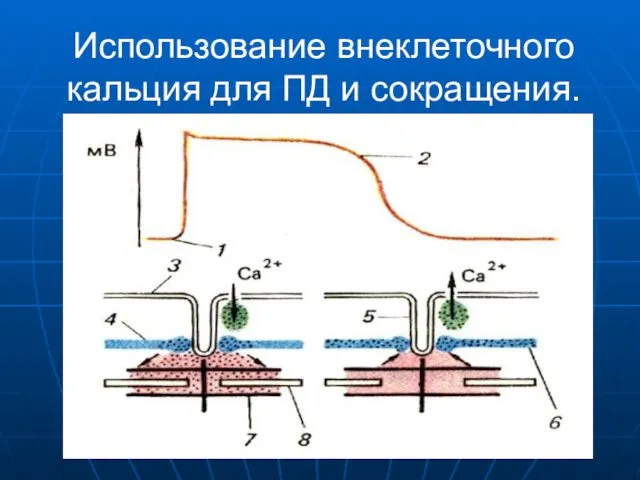 Использование внеклеточного кальция для ПД и сокращения.