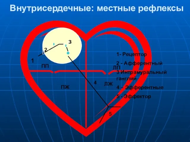 Внутрисердечные: местные рефлексы 1 2 3 4 5 ПП ПЖ ЛП