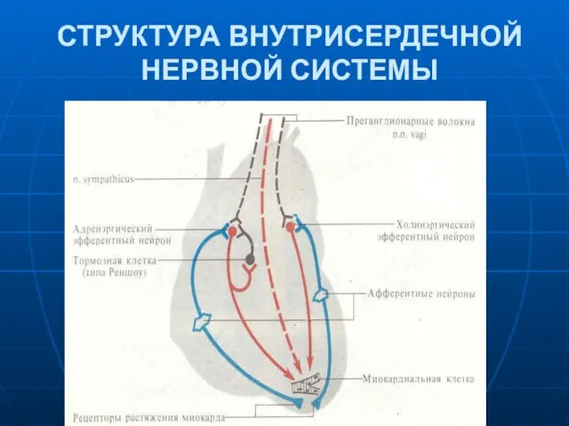 СТРУКТУРА ВНУТРИСЕРДЕЧНОЙ НЕРВНОЙ СИСТЕМЫ