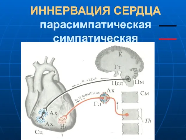 ИННЕРВАЦИЯ СЕРДЦА парасимпатическая симпатическая