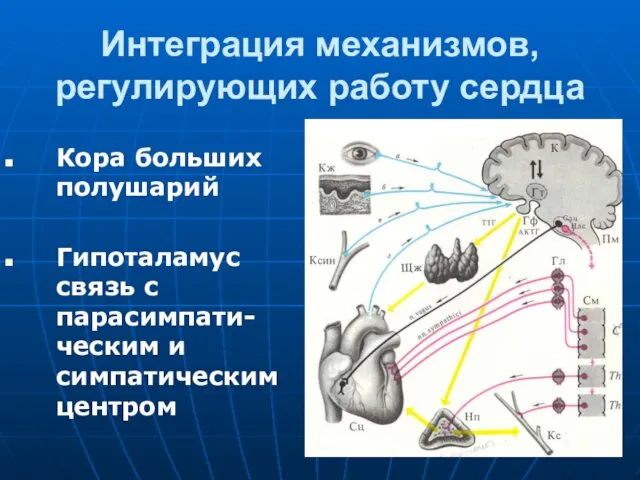 Интеграция механизмов, регулирующих работу сердца Кора больших полушарий Гипоталамус связь с парасимпати-ческим и симпатическим центром