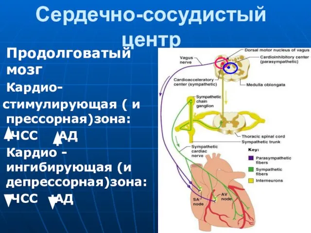 Сердечно-сосудистый центр Продолговатый мозг Кардио- стимулирующая ( и прессорная)зона: ЧСС АД