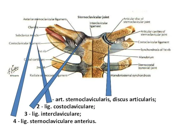 1 - art. sternoclavicularis, discus articularis; 2 - lig. costoclaviculare; 3