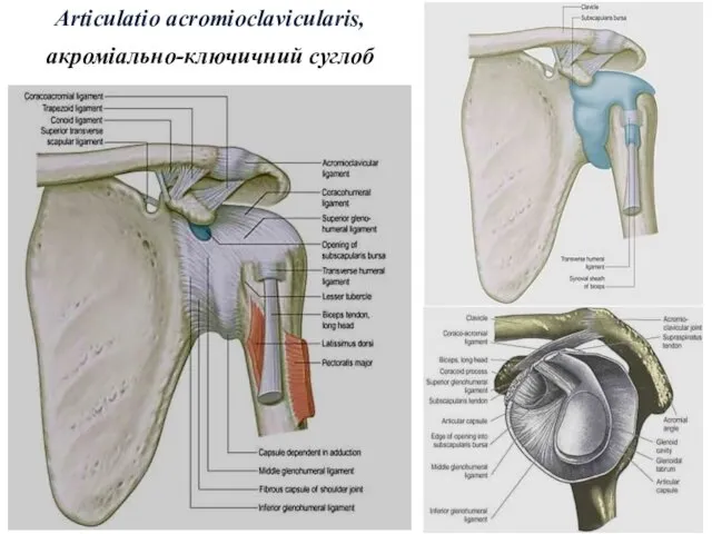 Articulatio acromioclavicularis, акроміально-ключичний суглоб