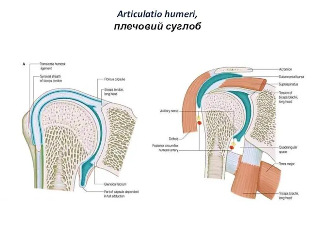 Articulatio humeri, плечовий суглоб