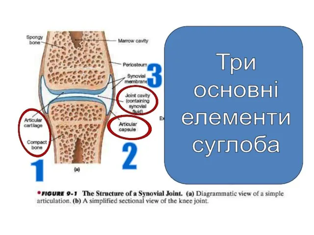 1 2 3 Три основні елементи суглоба