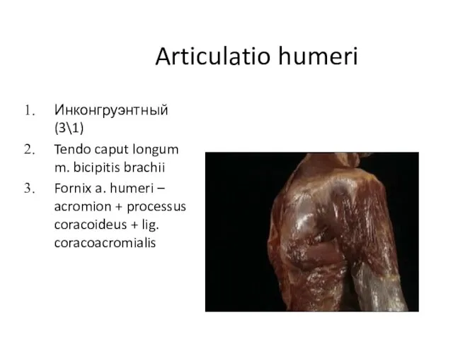 Articulatio humeri Инконгруэнтный (3\1) Tendo caput longum m. bicipitis brachii Fornix