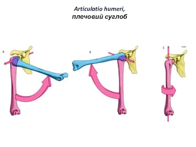 Articulatio humeri, плечовий суглоб