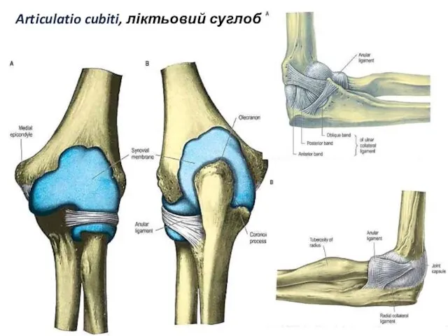 Articulatio cubiti, ліктьовий суглоб