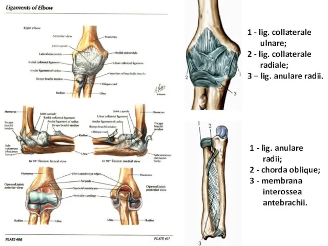 1 - lig. collaterale ulnare; 2 - lig. collaterale radiale; 3