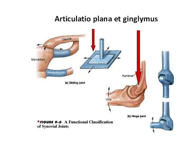 Articulatio plana et ginglymus