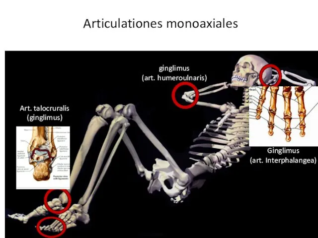 Articulationes monoaxiales Gіnglimus (art. Interphalangea) gіnglimus (art. humeroulnaris) Art. talocruralis (gіnglimus)