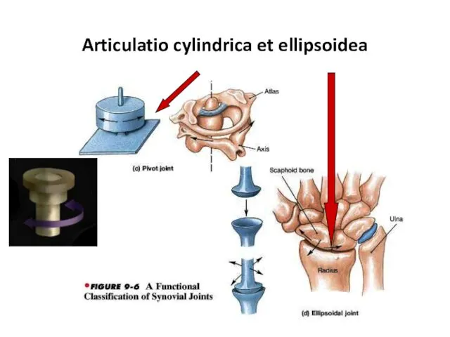 Articulatio cylindrica et ellipsoidea