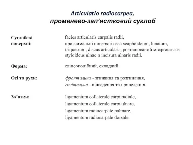 Articulatio radiocarpea, променево-зап’ястковий суглоб