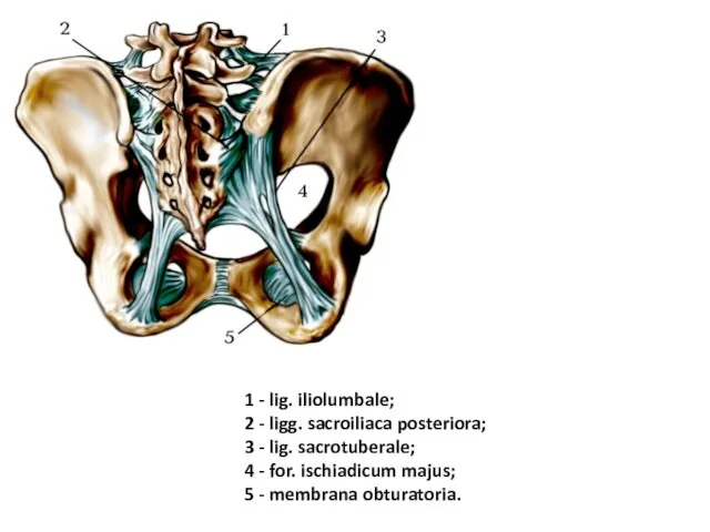 1 - lig. iliolumbale; 2 - ligg. sacroiliaca posteriora; 3 -