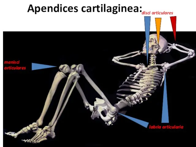 Apendices cartilaginea: disci articulares menisci articulares labria articularia