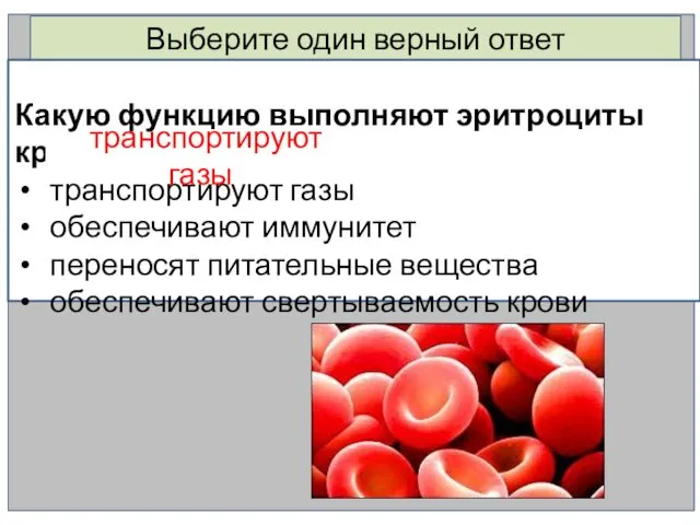 Выберите один верный ответ Какую функцию выполняют эритроциты крови? транспортируют газы