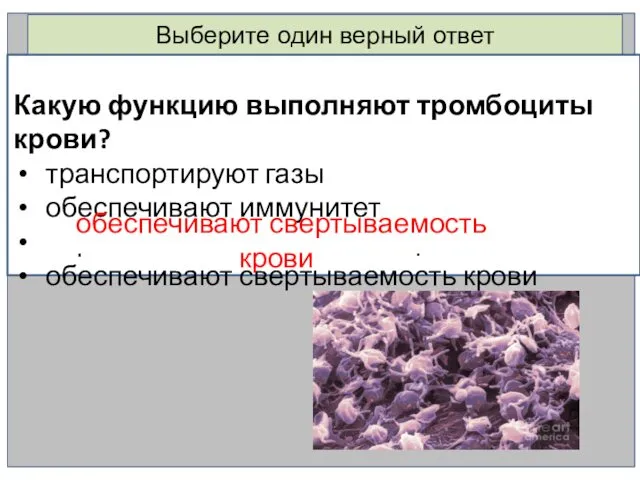 Выберите один верный ответ Какую функцию выполняют тромбоциты крови? транспортируют газы