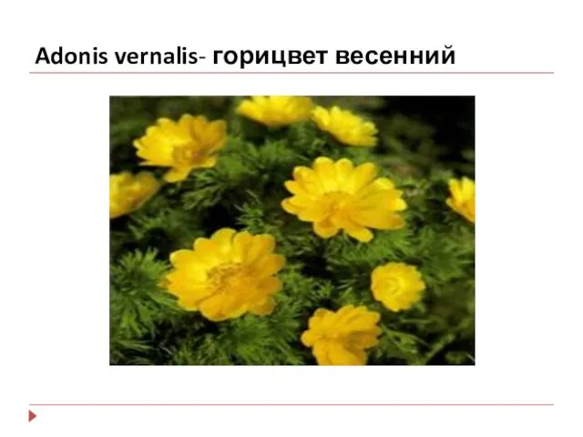 Adonis vernalis- горицвет весенний