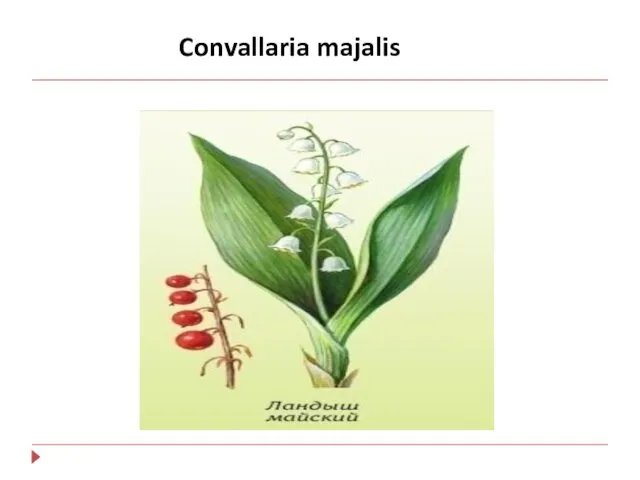 Convallaria majalis