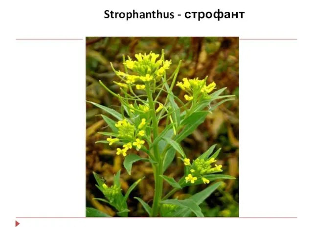 Strophanthus - строфант