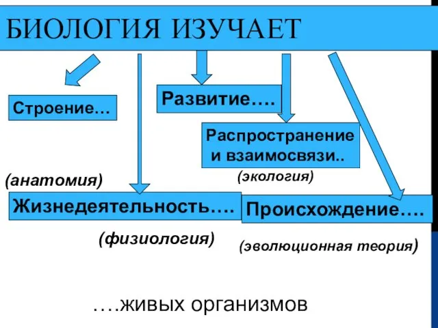 БИОЛОГИЯ ИЗУЧАЕТ Строение… Жизнедеятельность…. Развитие…. Распространение и взаимосвязи.. Происхождение…. (анатомия) (физиология) (экология) (эволюционная теория) ….живых организмов