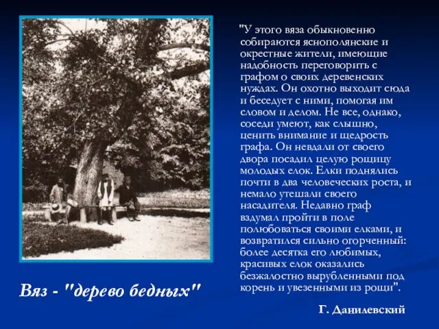 Вяз - "дерево бедных" "У этого вяза обыкновенно собираются яснополянские и