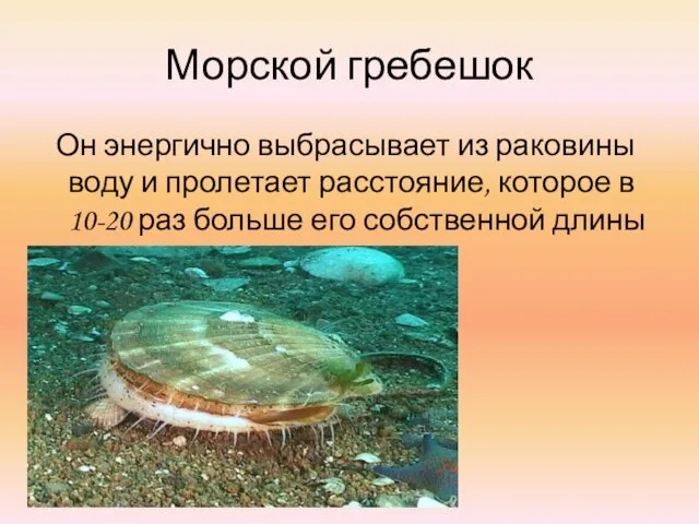 Морской гребешок Он энергично выбрасывает из раковины воду и пролетает расстояние,