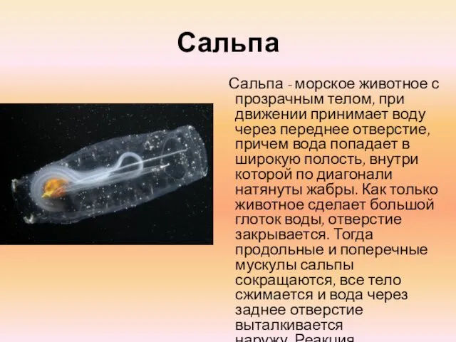 Сальпа Сальпа - морское животное с прозрачным телом, при движении принимает