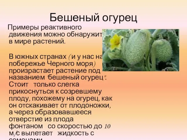 Бешеный огурец Примеры реактивного движения можно обнаружить и в мире растений.