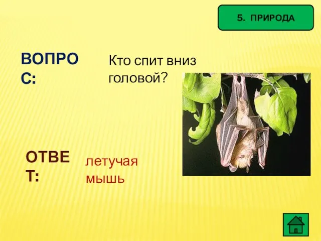 5. ПРИРОДА ВОПРОС: Кто спит вниз головой? ОТВЕТ: летучая мышь