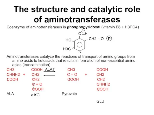 The structure and catalytic role of aminotransferases Coenzyme of aminotransferases is