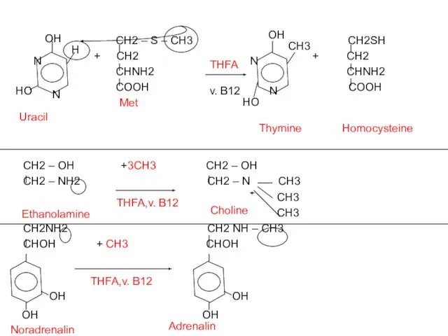 СН2 – S – CH3 CH2SH + CH2 + CH2 CHNH2