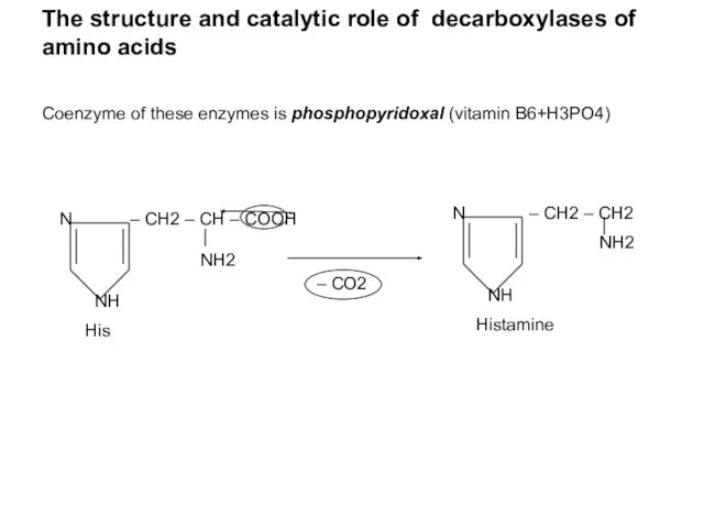 The structure and catalytic role of decarboxylases of amino acids Coenzyme