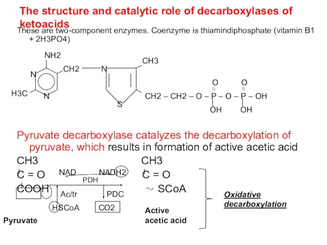 The structure and catalytic role of decarboxylases of ketoacids These are