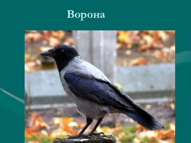 Ворона