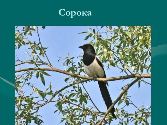 Сорока