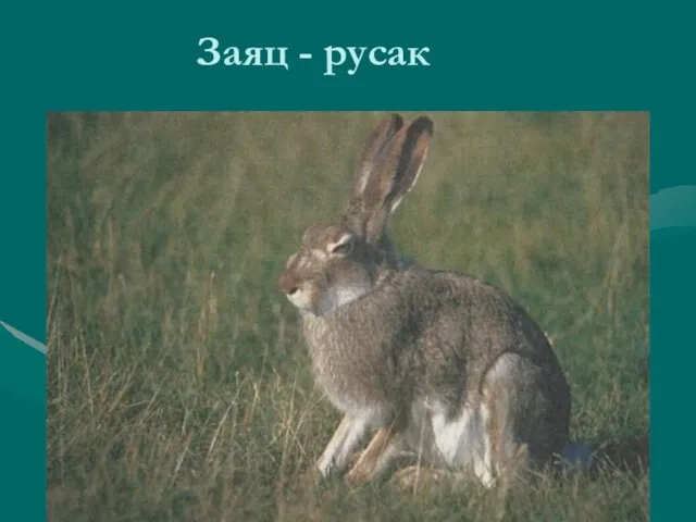 Заяц - русак