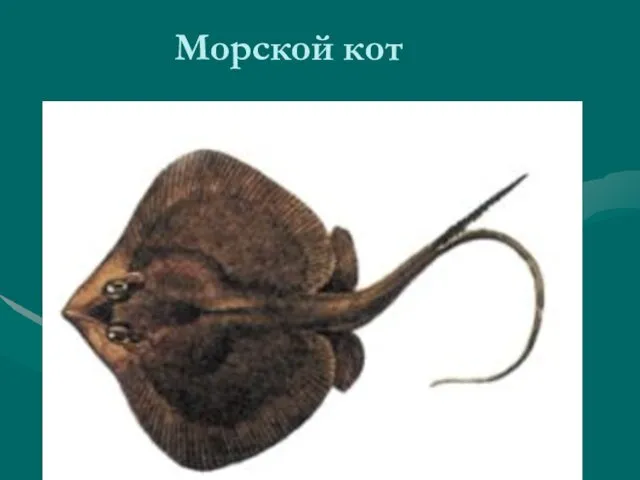 Морской кот