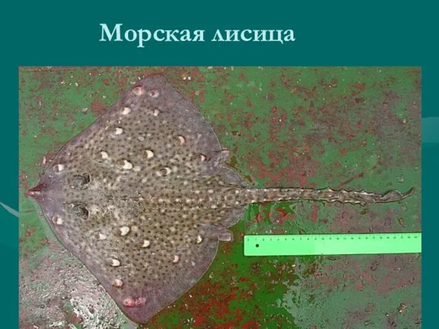 Морская лисица