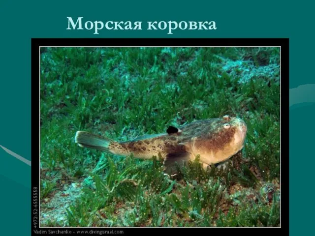 Морская коровка